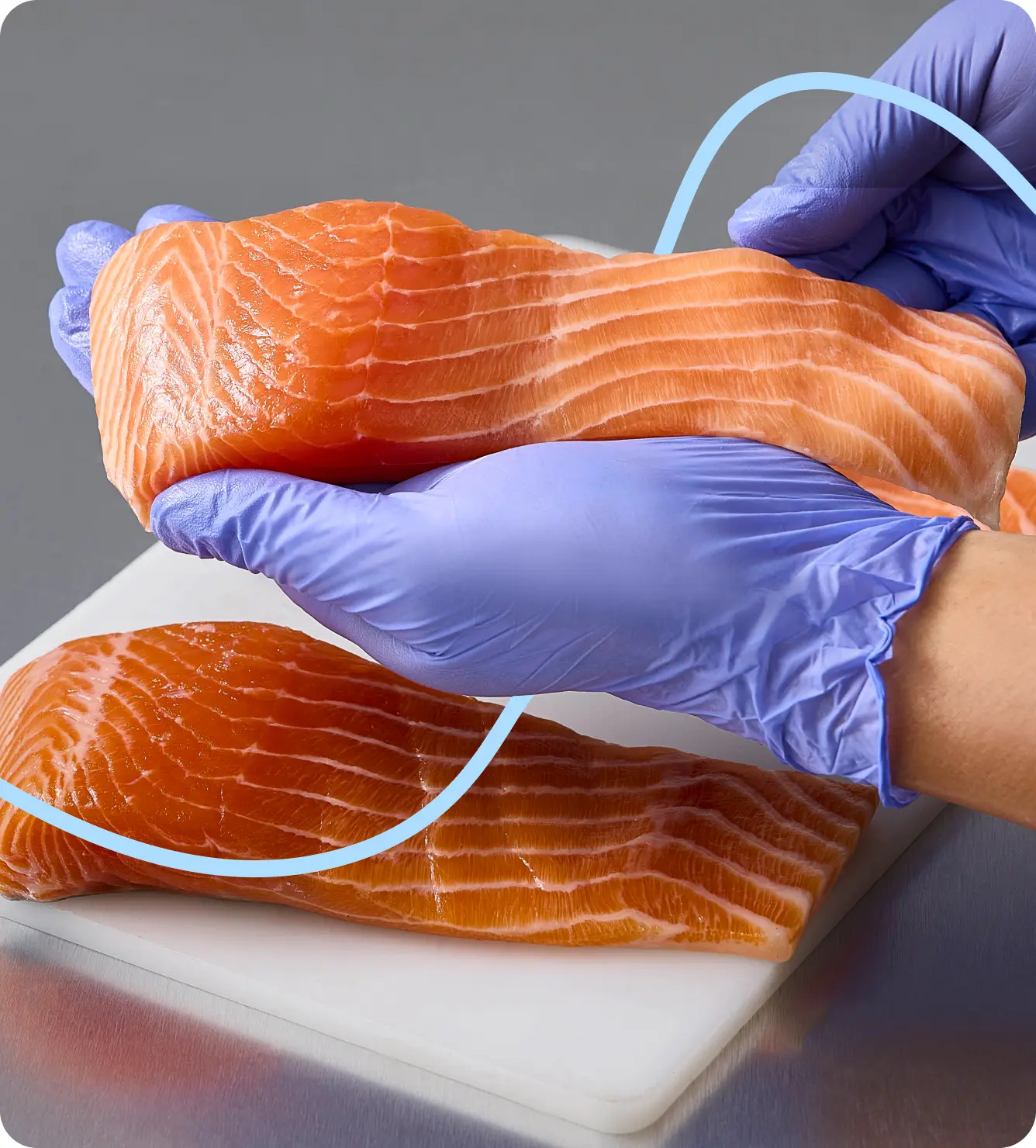 Fresh salmon fillets being inspected with gloved hands.