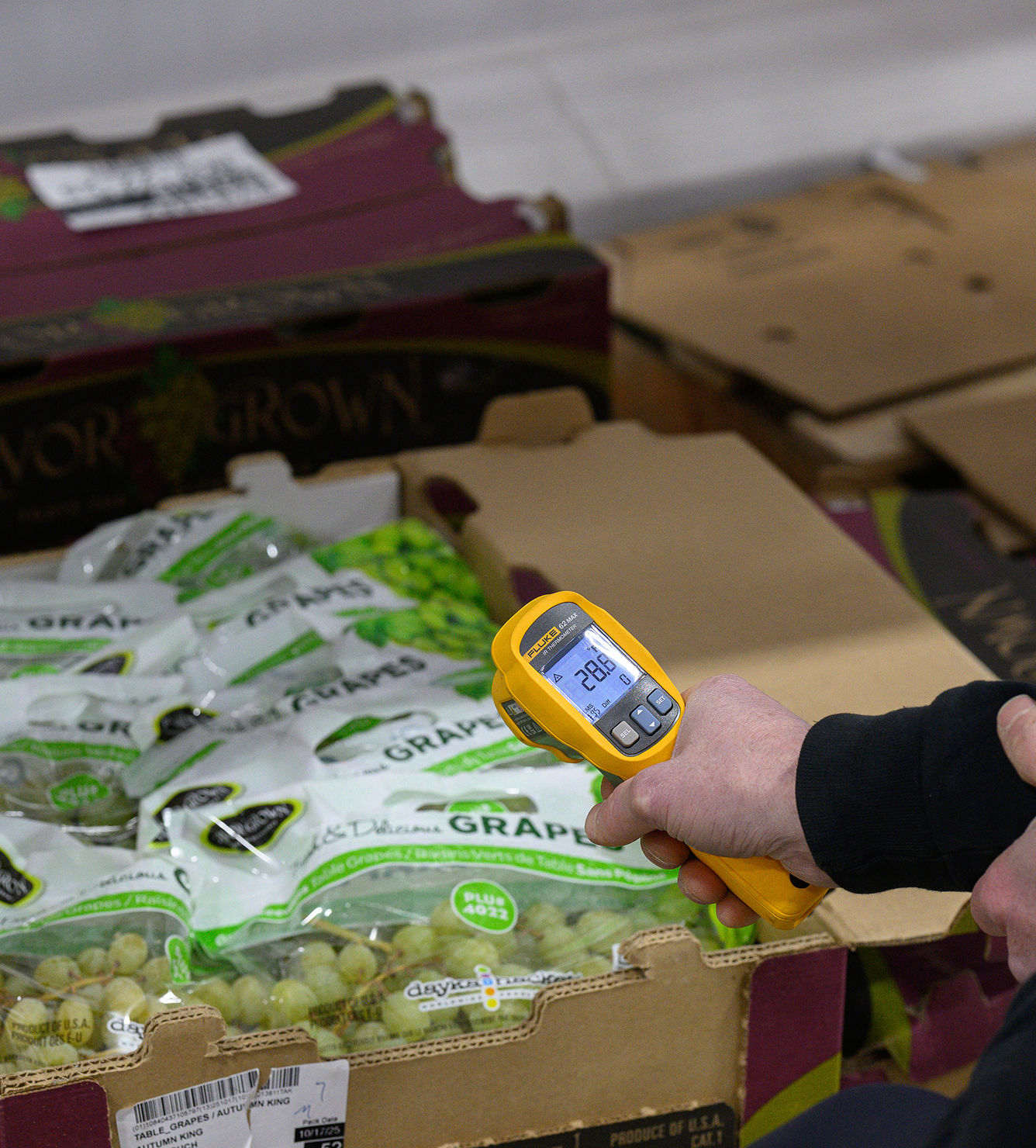 Checking grape temperature with a Fluke thermometer. "Table Grapes/Autumn King" label visible. Fresh produce inspection.